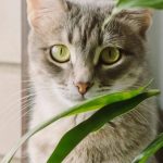 plantas anti gatos descubre las mejores plantas antigatos para tu jardin