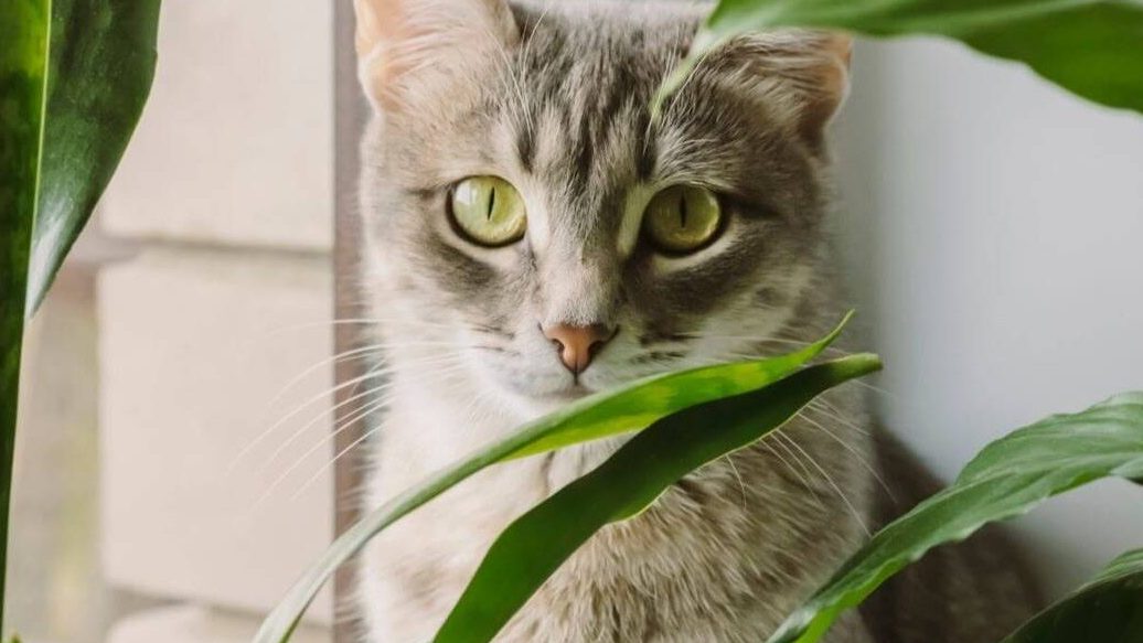 plantas anti gatos descubre las mejores plantas antigatos para tu jardin