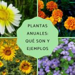 plantas anuales todo lo que necesitas saber sobre ellas