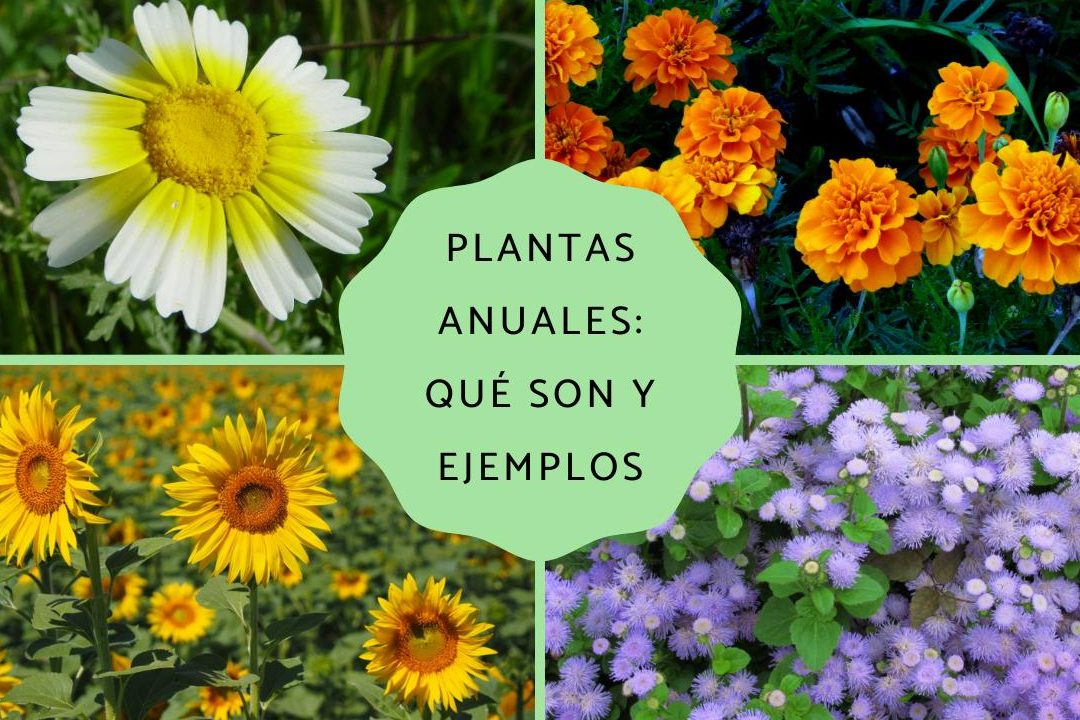 plantas anuales todo lo que necesitas saber sobre ellas
