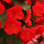 plantas con flores de colores flores de sombra que florecen todo el ano scaled