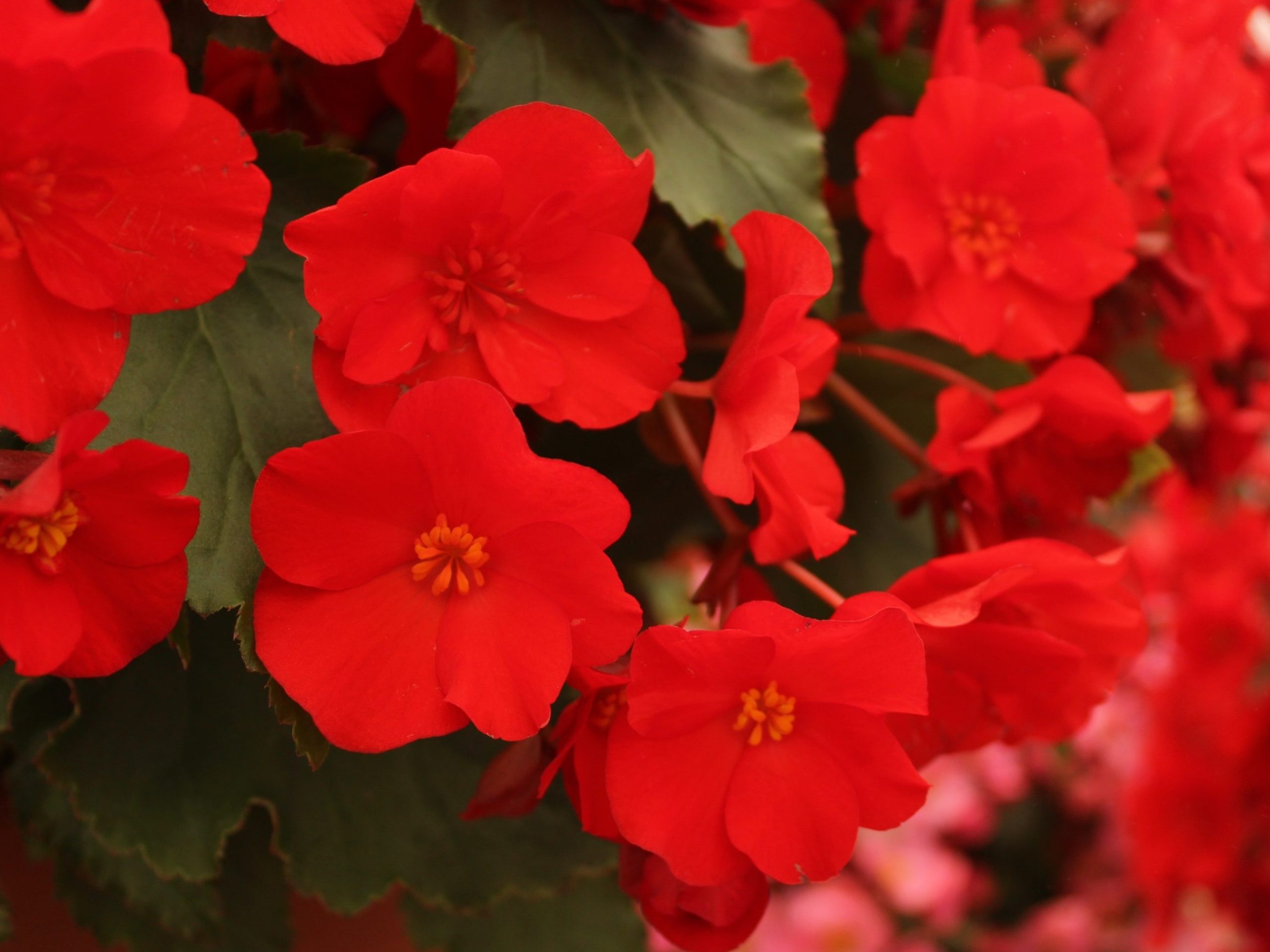 plantas con flores de colores flores de sombra que florecen todo el ano scaled