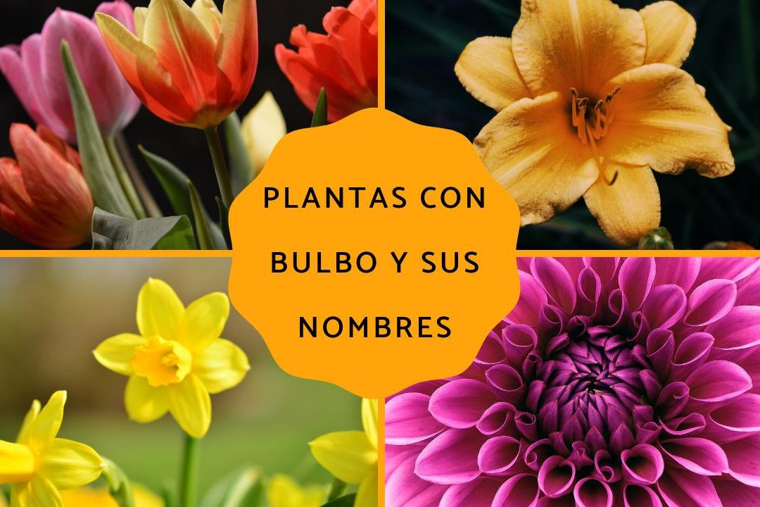 plantas de bulbos para exterior bulbos de flores grandes y hermosas