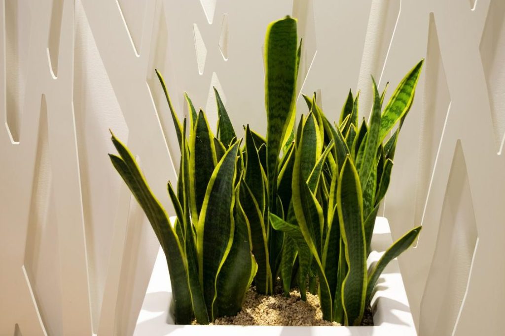 plantas oxigeno 10 plantas que producen oxigeno por la noche