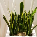 plantas oxigeno 10 plantas que producen oxigeno por la noche
