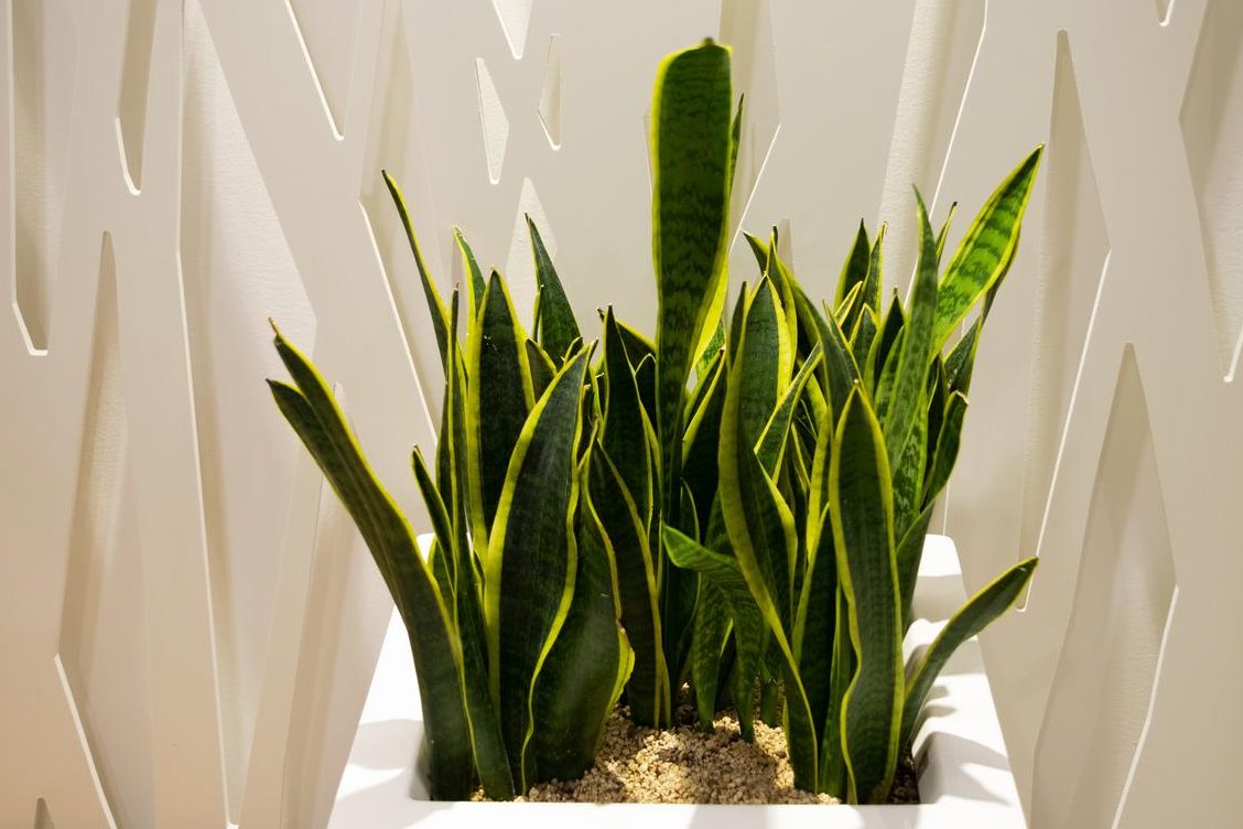 plantas oxigeno 10 plantas que producen oxigeno por la noche