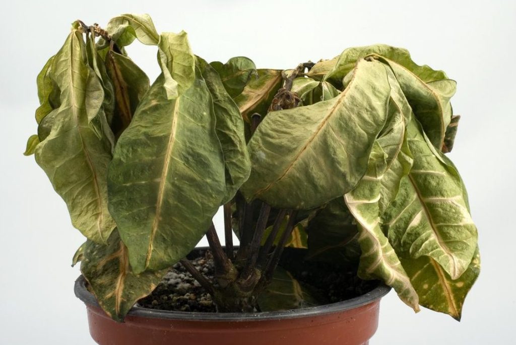 plantas secas como recuperar una planta con hojas caidas