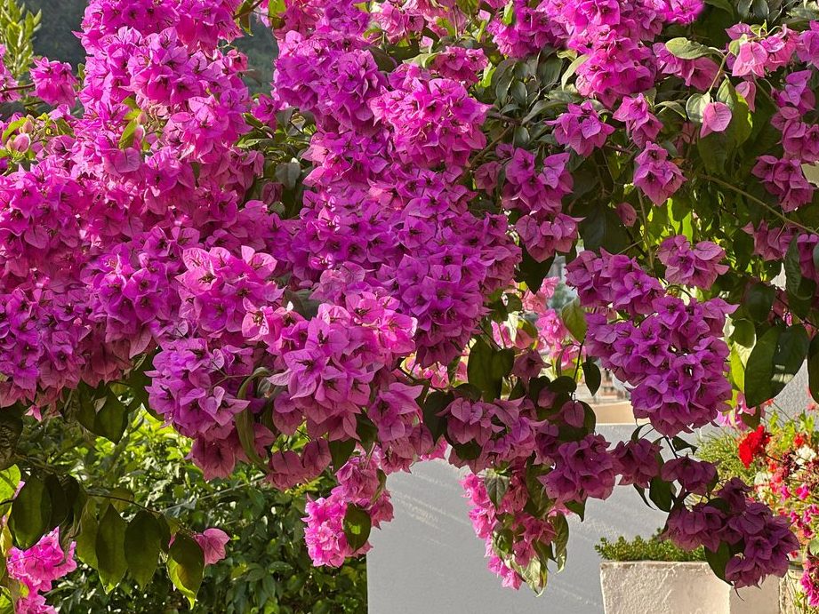 plantas trepadoras perennes belleza y color para tu jardin