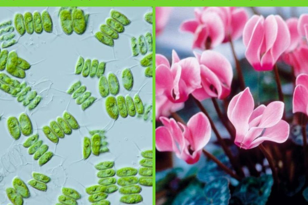 plantas unicelulares o pluricelulares las plantas son pluricelulares o unicelulares