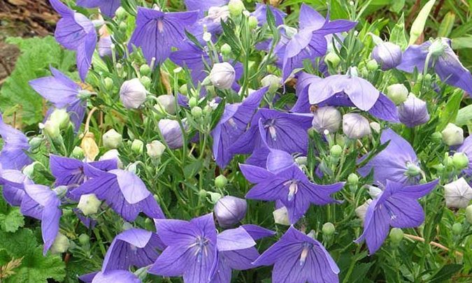 platycodon cuidados como cultivar la platycodon grandiflorus y su belleza