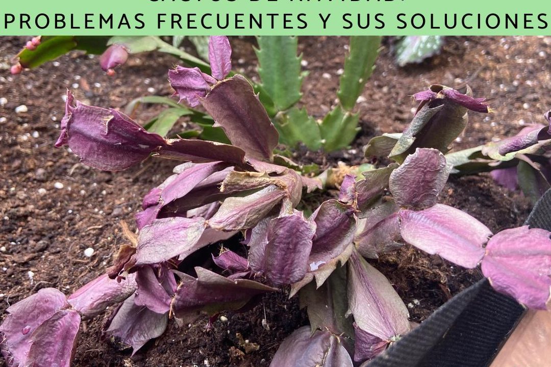 pluma de santa teresa problemas y cactus de navidad problemas y soluciones para cultivar