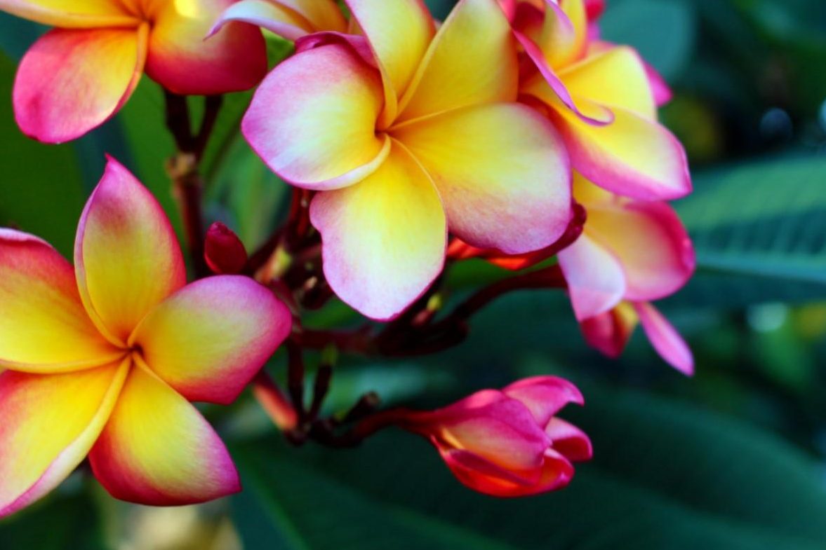 plumeria cuidados en maceta franchipan arbusto y sus necesidades