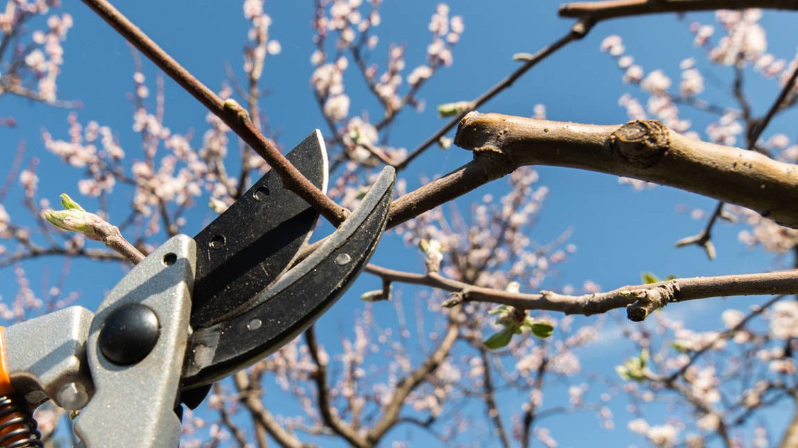poda de cerezos epoca todo lo que necesitas saber sobre cuando podar los cerezos