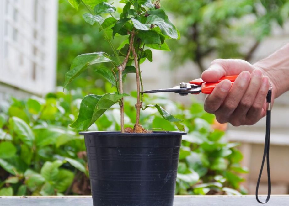 poda de jazmin cuando y como realizarla para un crecimiento saludable