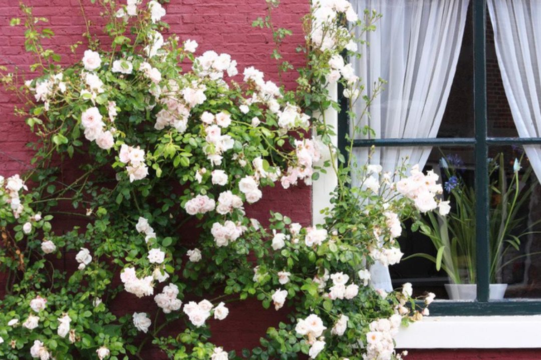 poda rosales trepadores fotos cuidados variedades y tipos