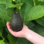por que aparecen manchas marrones en las hojas de aguacate y como prevenirlas