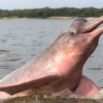 por que el delfin rosado esta en peligro de extincion y cuantos delfines rosados quedan en el mundo