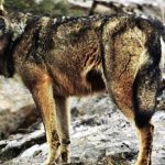 por que el lobo iberico esta en peligro de extincion conoce los motivos detras de los lobos en peligro de extincion