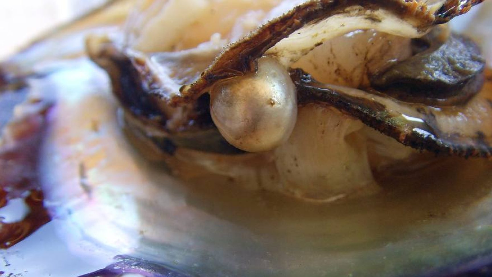 por que las almejas tienen perlas y como se forman las perlas en las ostras