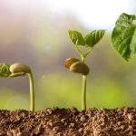 por que las hojas son verdes el misterio del color en las plantas