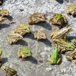 por que llueven ranas un fenomeno sorprendente que explica la lluvia de ranas y sapos