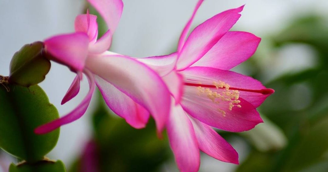 por que mi cactus de navidad no florece consejos para lograr su esplendor