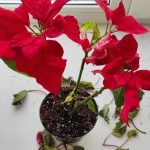 por que mi flor de pascua se esta secando causas y soluciones