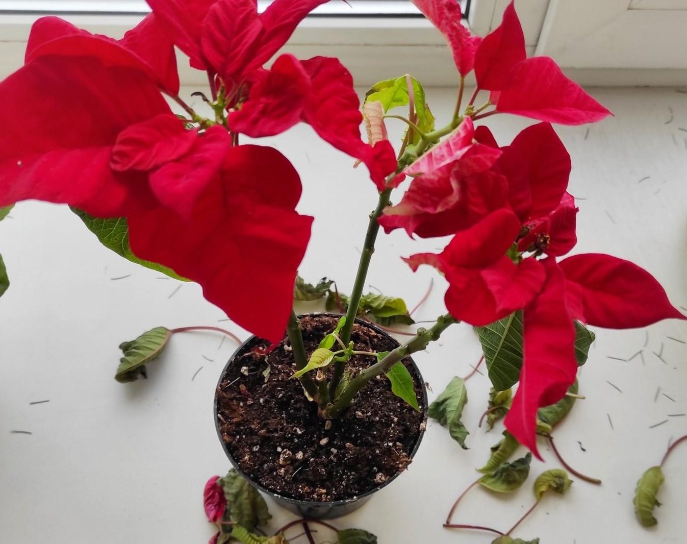 por que mi flor de pascua se esta secando causas y soluciones