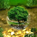 por que son importantes las plantas la importancia de las plantas para el medio ambiente