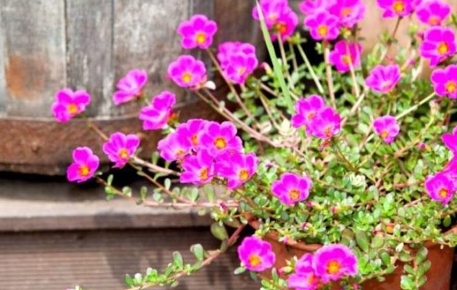 portulaca grandiflora cuidados guia completa para cultivarla