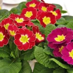 primula cuidados guia completa para mantener saludables tus plantas