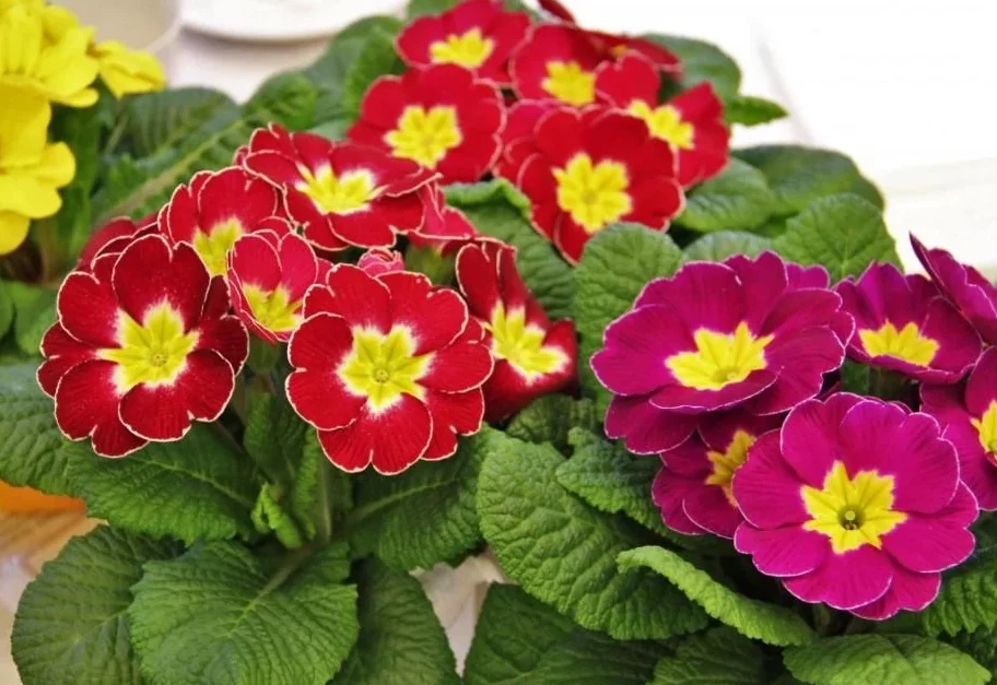 primula cuidados guia completa para mantener saludables tus plantas