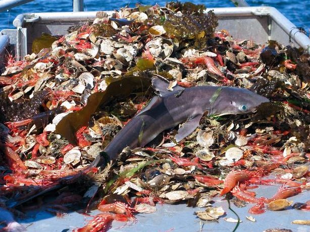 problemas de la pesca un analisis sobre la sobrepesca y sus consecuencias