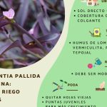propagacion de la planta amor de hombre esquejes y cuidados de tradescantia pallida