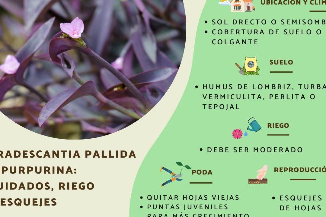propagacion de la planta amor de hombre esquejes y cuidados de tradescantia pallida