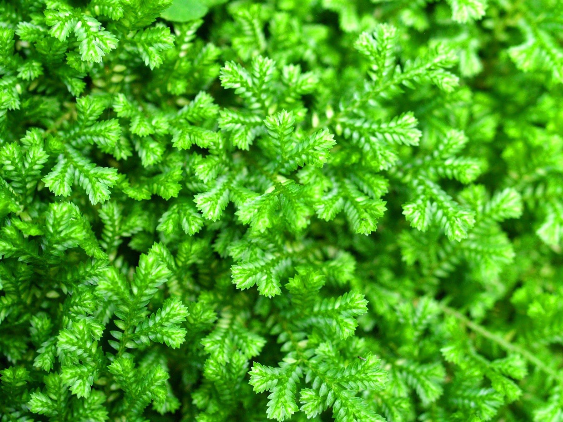 pteridofitas ejemplos de este fascinante grupo y psilofitas