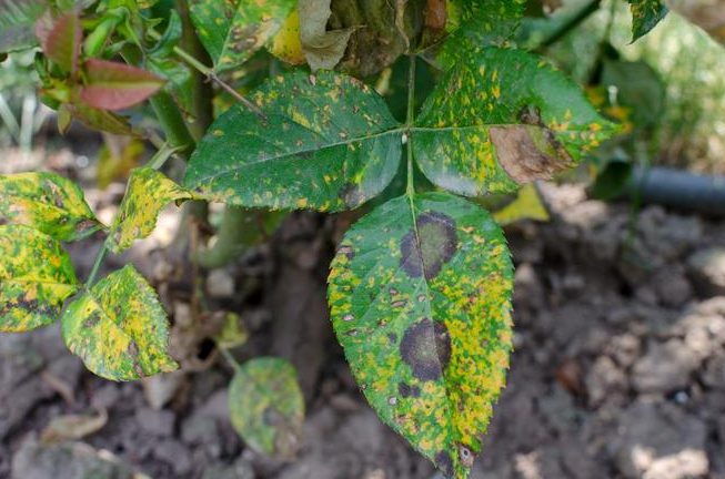 puntas quemadas en plantas por que ocurren y como prevenirlas