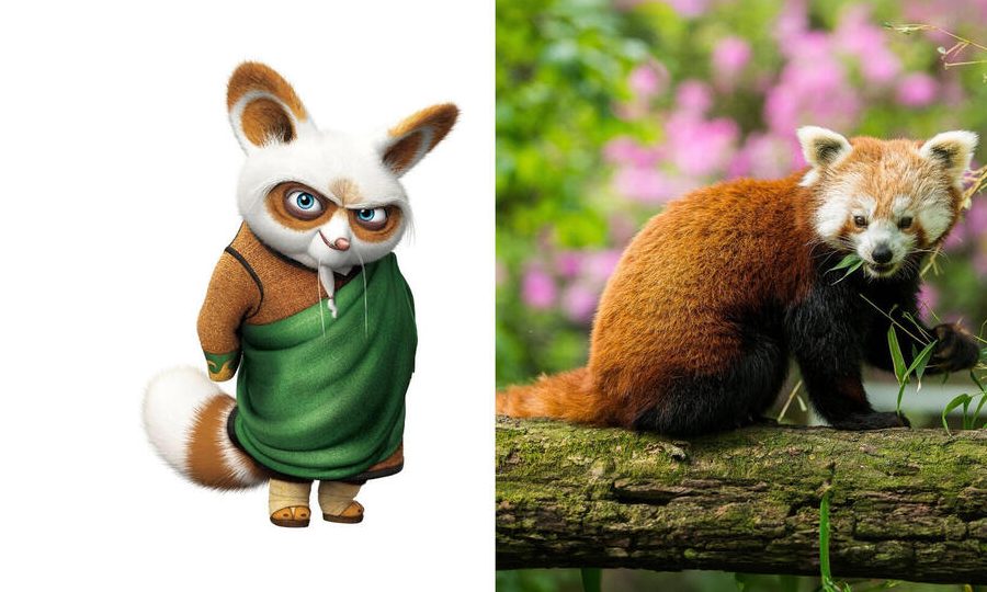 que animal es el maestro shifu descubre al shifu animal en kung fu panda