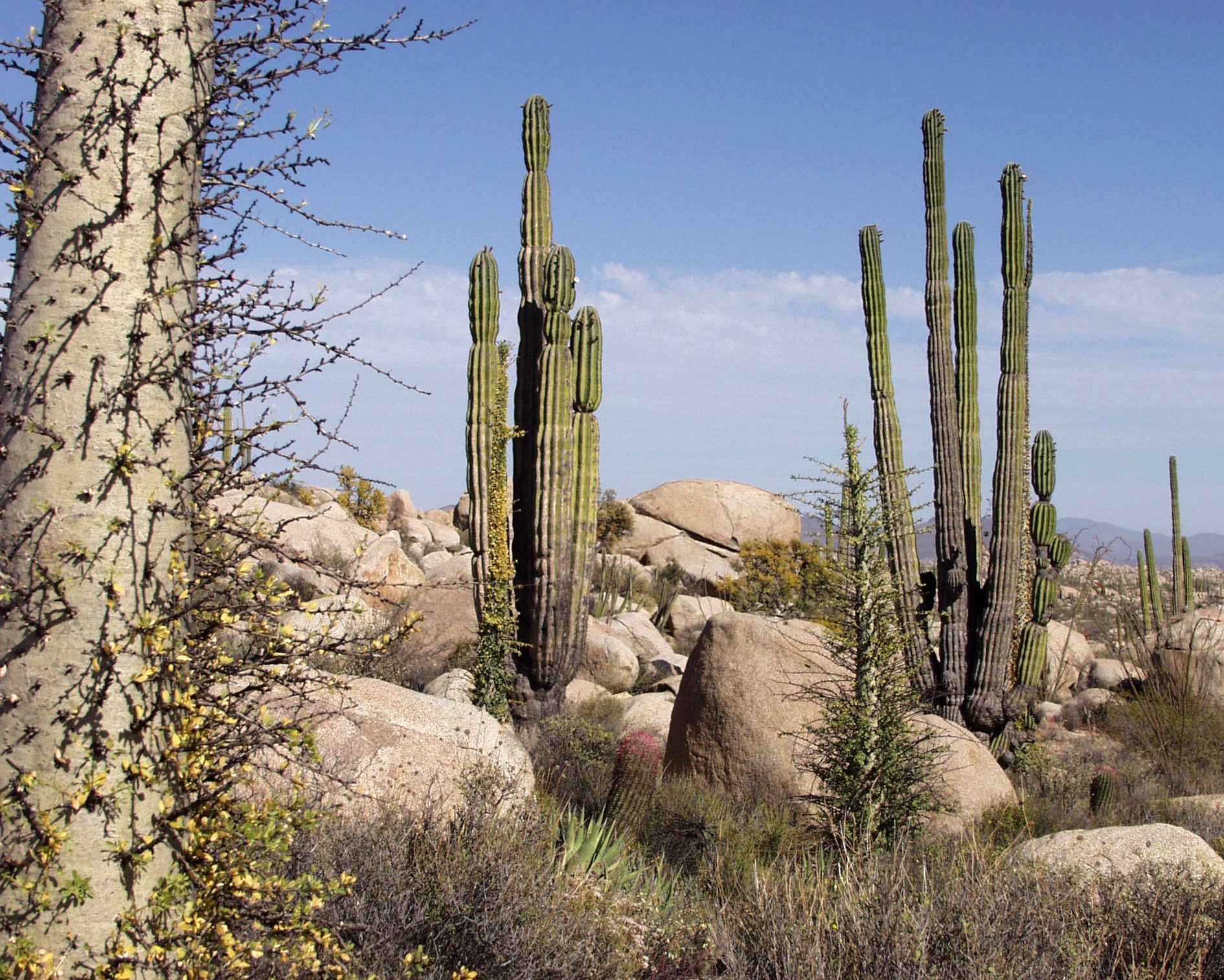 que es un matorral definicion tipos y caracteristicas fundamentales
