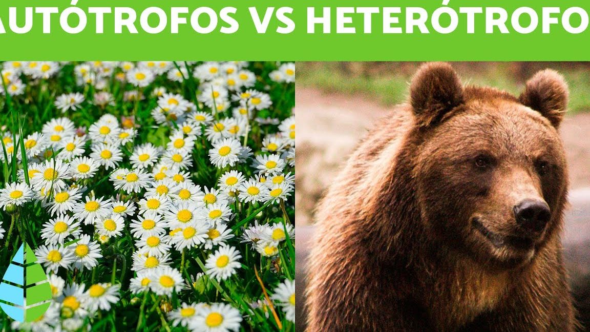 que relacion existe entre los organismos autotrofos y heterotrofos diferencias entre autotrofos y heterotrofos