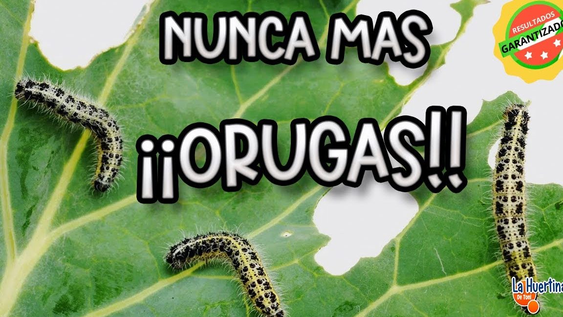 remedios caseros para eliminar orugas en la tierra de las plantas