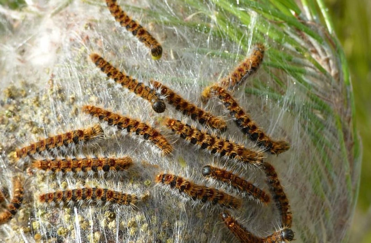 remedios caseros trampa casera procesionaria pino soluciones efectivas