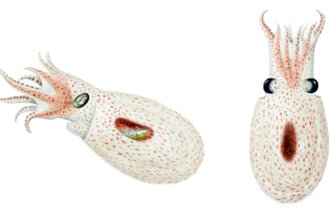 reproduccion pulpo como se reproducen los pulpos y mas