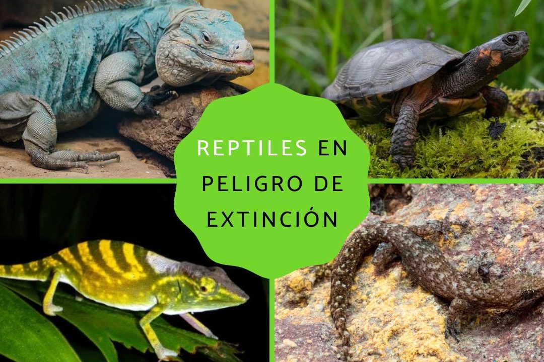 reptiles en peligro de extincion reptiles raros y extranos que debemos proteger