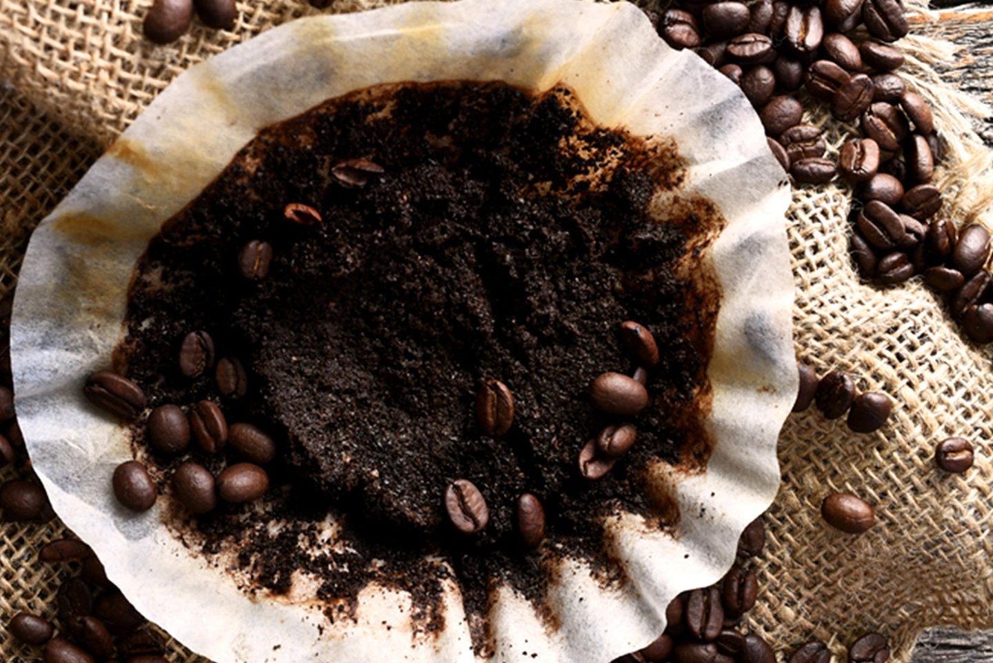 restos de cafe para plantas una guia sobre restos cafe plantas