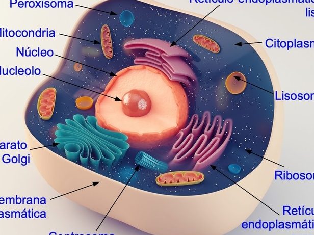 ribosomas dibujo y ribosomas estructura elementos clave en la celula