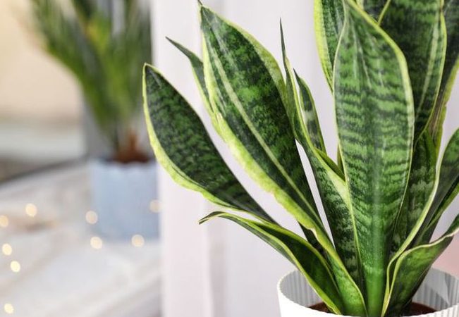 sansevieria laurentii tu aliada verde en el hogar