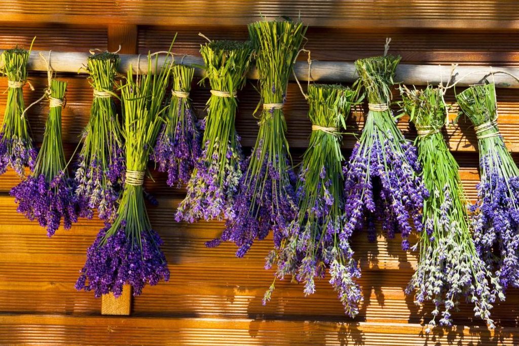 secar lavanda para decorar metodos efectivos de secar lavanda