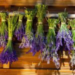 secar lavanda para decorar metodos efectivos de secar lavanda