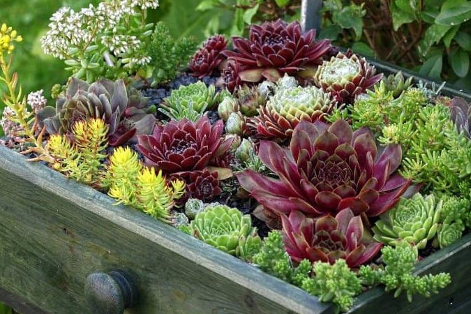 sempervivum arachnoideum cuidados todo lo que necesitas saber